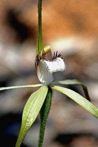 Northern Darting Spider Orchid