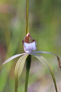 Northern Darting Spider Orchid