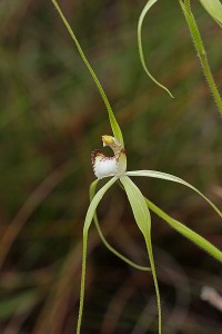 Frail Spider Orchid