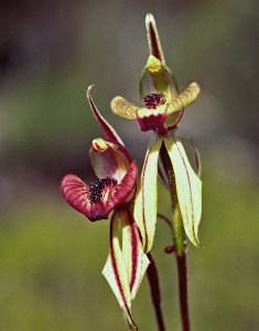Mohawk Spider Orchid