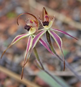 William's Spider Orchid