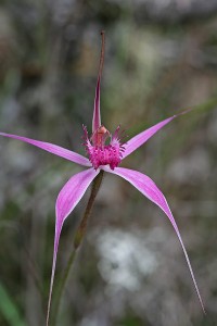 Majestic Spider Orchid
