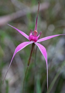 Majestic Spider Orchid