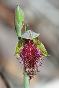 Wandoo Beard Orchid