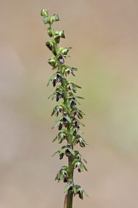Pygmy Orchid