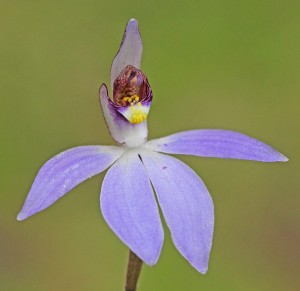 Western Tiny Blue Orchid