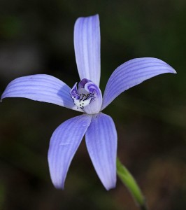 Silky Blue Orchid 