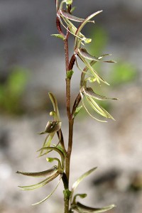 Midge Orchid