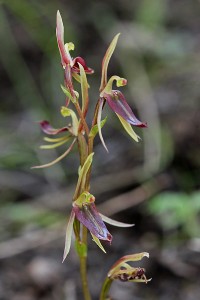 Gnat Orchid, Dwarf Mosquito Orchid