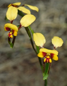 Spectacled Donkey Orchid