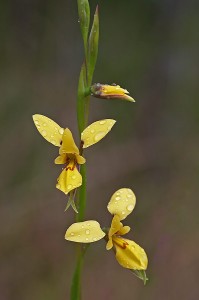 Tall Donkey Orchid