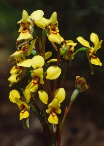 Swamp Donkey Orchid
