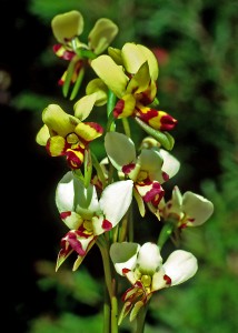 Granite Donkey Orchid