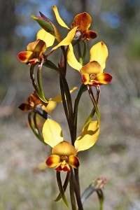 Western Wheatbelt Donkey Orchid