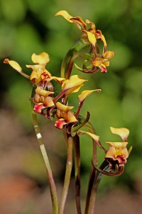 Mini Donkey Orchid