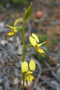 Bristly Donkey Orchid