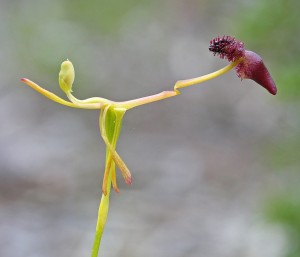 Glossy-leafed Hammer Orchid
