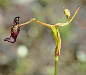 Slender Hammer Orchid