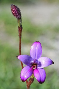 Purple Enamel Orchid