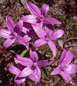 Pink Enamel Orchids