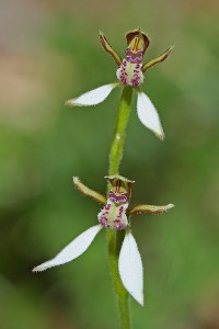White Bunny Orchid