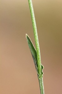 Blunt-leaved Bunny Orchid leaf