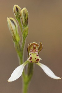 Blunt-leaved Bunny Orchid