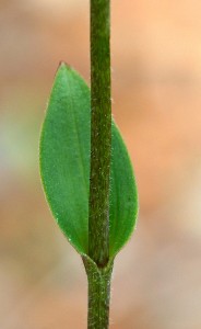 Common Bunny Orchid leaf