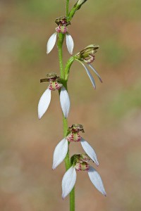 Common Bunny Orchid