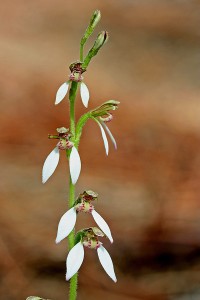 Common Bunny Orchid