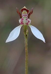 Crinkle-leafed Bunny Orchid