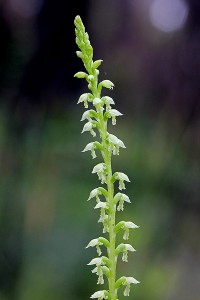 Scented Mignonette Orchid