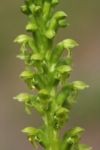 Common Mignonette Orchid 