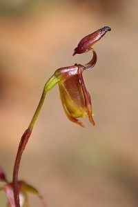 Brockman's Duck Orchid