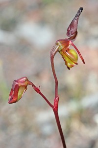 Hort's Duck Orchid