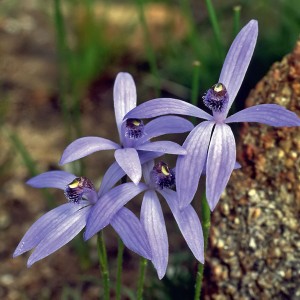 Blue Fairy Orchids