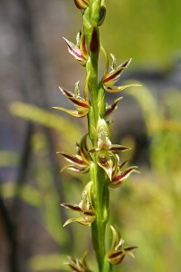 Swamp Leek Orchid