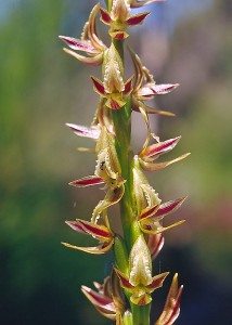 Swamp Leek Orchid