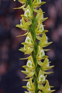 Tall Leek Orchid