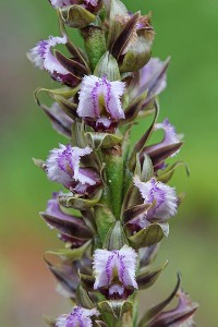 Fringed Leek Orchid