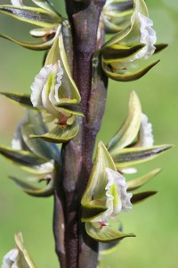 Giant Leek Orchid