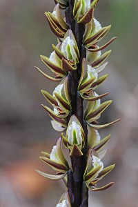 Bronze Leek Orchid