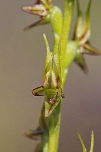 Laughing Leek Orchid