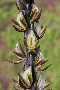 Inland Leek Orchid