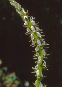 Frilled Leek Orchid