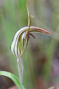 Narrow Hooded Shell Orchid