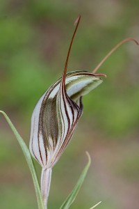 Brown-veined Shell Orchid