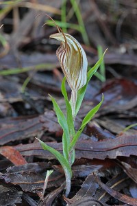 Brown-veined Shell Orchid