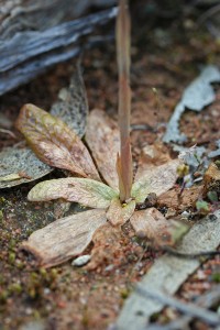 Pterostylis exerta leaf
