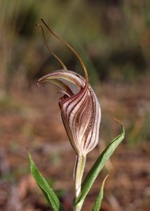 Red-veined Shell Orchid